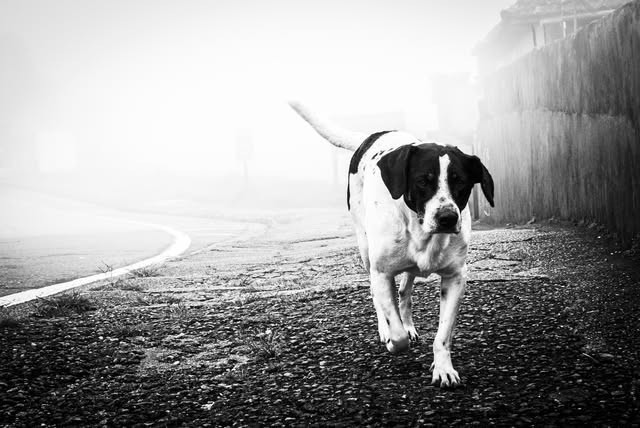 Cachorro correndo em direção à câmera numa manhã de neblina